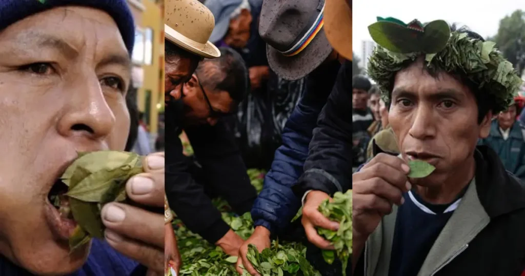 Collage of people chewing coca leaves and sorting coca leaves at a market in Bolivia