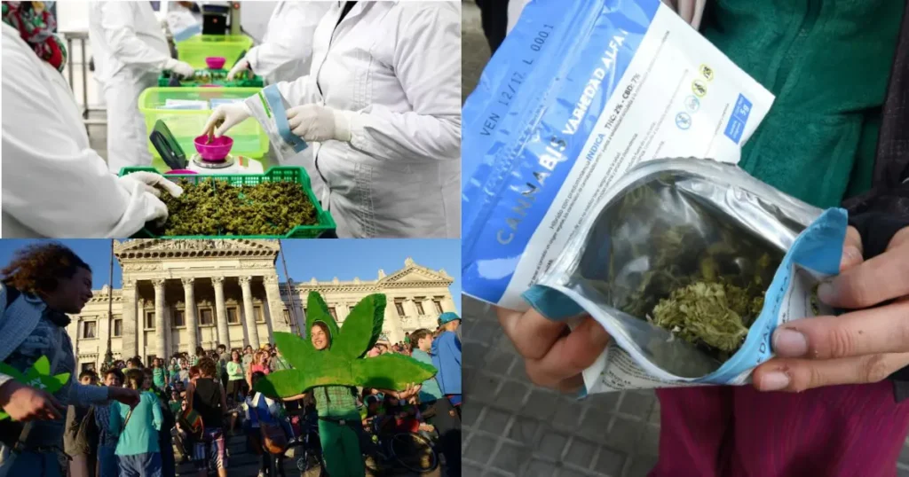 Collage of Uruguay cannabis being processed and weighed, a marijuana legalization rally, and packaged pharmacy cannabis